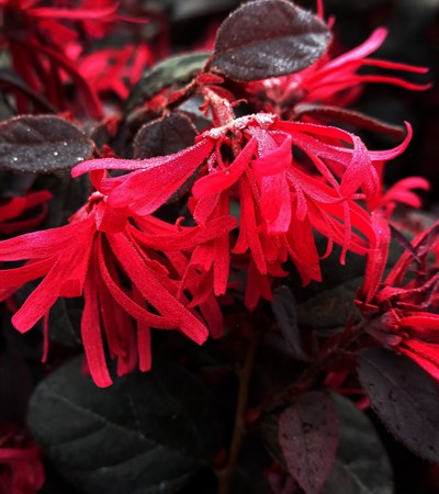 Fringe-Flower Ever Red®